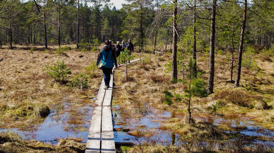 Vandrare på spång genom myrmarken